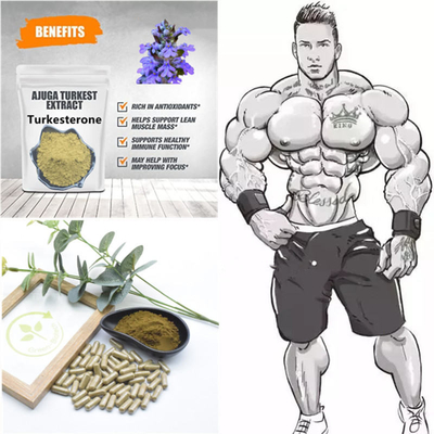 extratos naturais da planta de 500mg Turkestanica