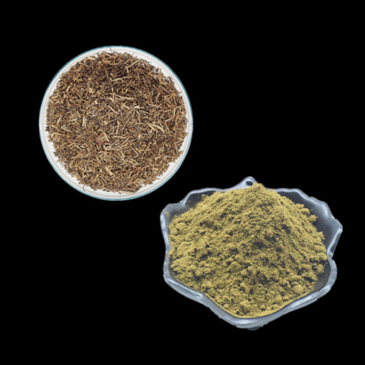 O Ajuga puro Turkestanica extrai o uso do pó de 2% 10% Turkesterone para o halterofilismo