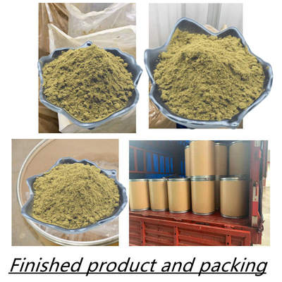 O Ajuga Turkesterone da qualidade superior pulveriza o extrato Turkesterone de 10% Turkesterone