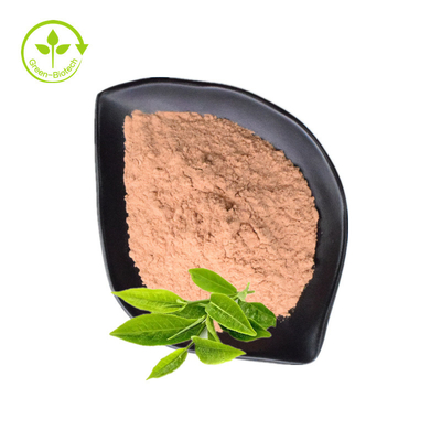 O extrato orgânico puro do chá verde pulveriza os Polyphenols EGCG do chá de 98%