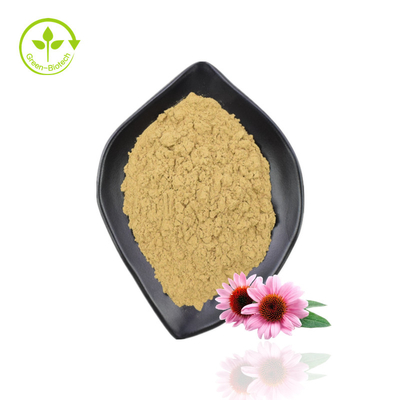 Extrato de Echinacea de alta qualidade Purpurea Extrato de Echinacea Orgânico em Pó