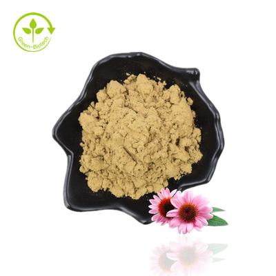 Manufatura Fornecimento Echinacea Purpurea Ácido Chicórico Extrato de Echinacea