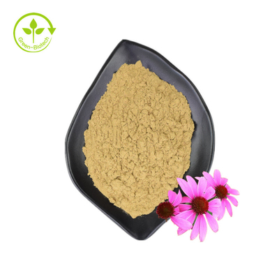 Atacado Fornecimento 3% Ácido Chicórico Echinacea Purpurea Extrato de Flor Echinacea Purpurea