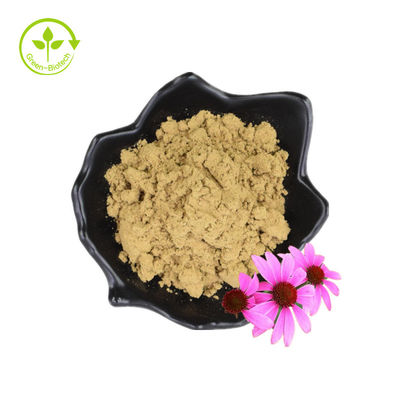 Extrato de Echinacea Purpurea Root Extract Echinacea Angustifolia Extract