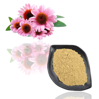 Extrato de Purpurea do Echinacea pó do extrato da planta do Polyphenol de 4% - de 6%