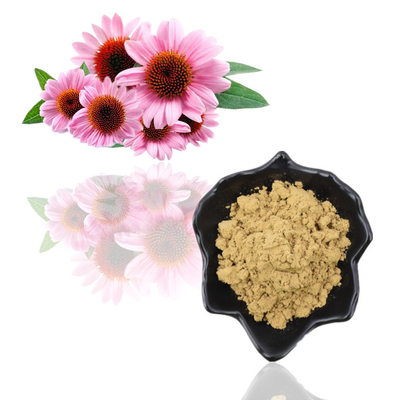 Extrato erval de Purpurea do Echinacea dos Polyphenols 4% do extrato da raiz de Purpurea do Echinacea