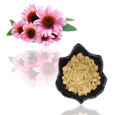 Extrato ácido de Purpurea do Echinacea de Cichoric 1% 4% do pó do extrato da planta dos Polyphenols 4%