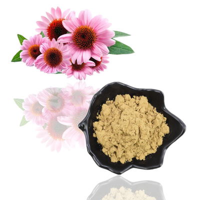 Extrato de Echinacea Purpurea Puro Natural Orgânico 4% Polifenol em Pó