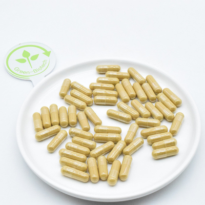 Raiz de ginseng planta natural extrai o pó de ginseng fresco seco