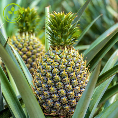 extrato do fruto do abacaxi 100000u/G com pó da enzima da bromelina