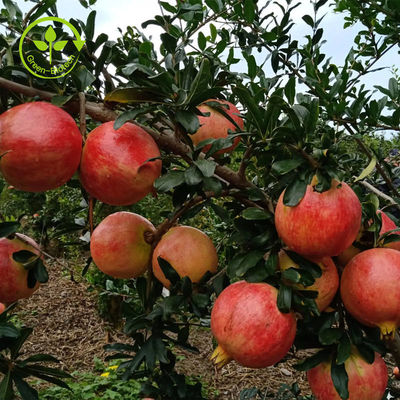 O extrato natural puro da romã pulveriza Punicalagin CAS 65995-63-3