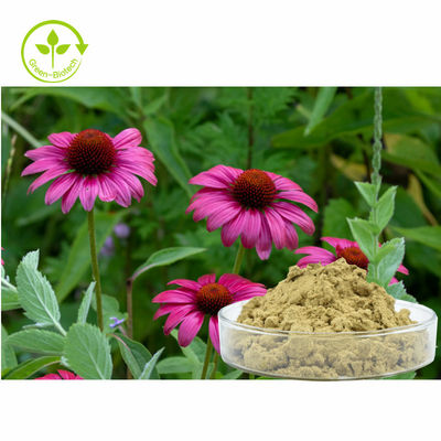O Echinacea Purpurea da planta extrai Polyphenols de 4% pulveriza o produto saudável do cuidado