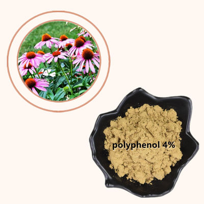 O Echinacea Purpurea da planta extrai Polyphenols de 4% pulveriza o produto saudável do cuidado