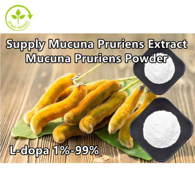 O Mucuna Pruriens da planta extrai o pó do L-Dopa de 98% 99%