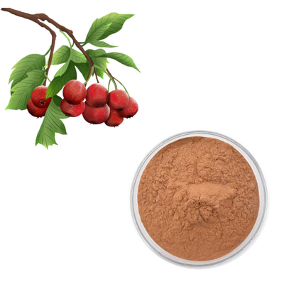 Extrato da folha do crataegus do pó de Berry Extract Flavones 80% do espinho