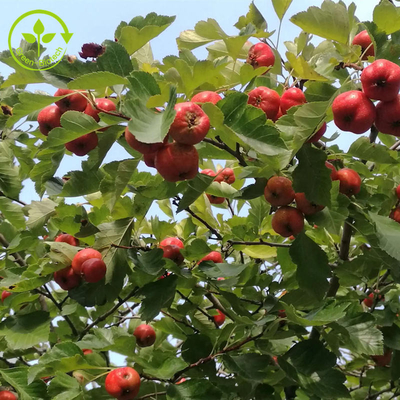 Extrato da folha do crataegus do pó de Berry Extract Flavones 80% do espinho