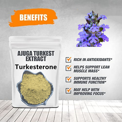 O Ajuga que Turkestanica extrai o pó erval de Turkesterone do pó do extrato suplementa 2% 10% 20%