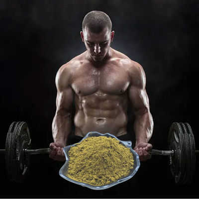 O Ajuga Turkestanica extrai o pó de Turkesterone 2% 3% 4% 10% para o body building