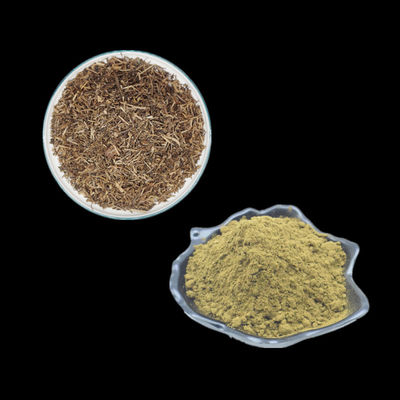 O Ajuga Turkestanica extrai o pó de Turkesterone 2% 3% 4% 10% para o body building
