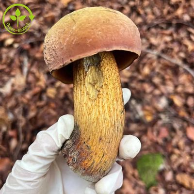 Pó Edulis do polisacárido do extrato 30% do rei Bolete Extract Boletus do produto comestível