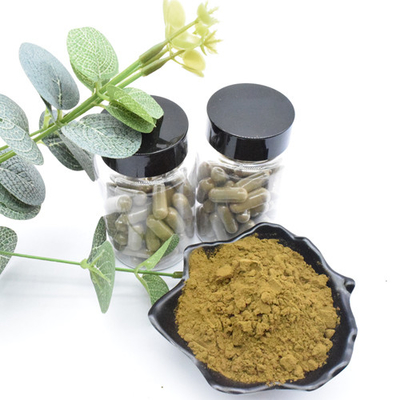 O Ajuga erval Turkestanica do extrato extrai o pó de Turkesterone