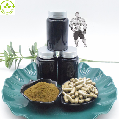 Cápsulas puras do pó 800mg 1000mg Turkesterone do extrato de 10% 40% Turkesterone