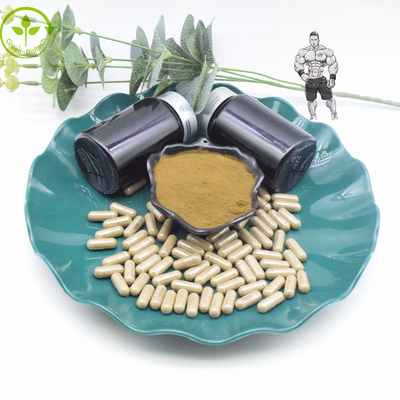 Cápsulas puras do pó 800mg 1000mg Turkesterone do extrato de 10% 40% Turkesterone