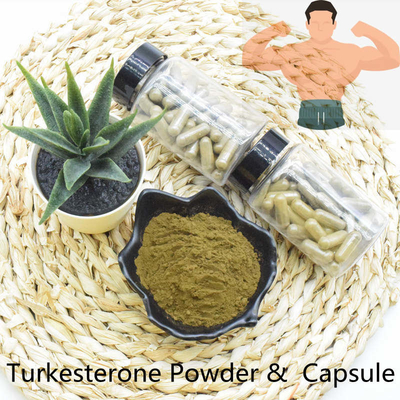 Extrato rápido do pó de Turkesterone da entrega da qualidade superior