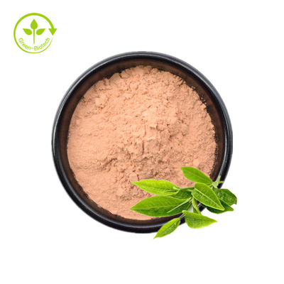 A epicatequina pura do extrato do chá verde da fonte maioria da fábrica pulveriza o extrato do chá verde do Polyphenol do chá de 98% Egcg