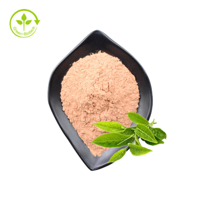 Pó do extrato do chá verde dos Polyphenols 50% 98% do extrato do chá verde