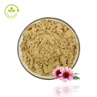 Extrato de Echinacea em Pó de Alta Qualidade Extrato de Echinacea Purpurea 4% Polifenol em Pó