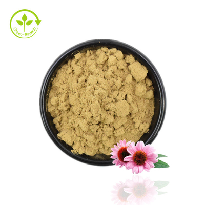 Extrato de Echinacea em Pó de Alta Qualidade Extrato de Echinacea Purpurea 4% Polifenol em Pó