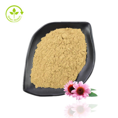 Pó de extrato de Echinacea Purpurea de alta pureza 10%-40% Echinacoside