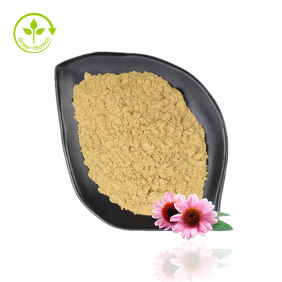 Venda imperdível Echinacea Purpurea Extract 4%-6% Polifenol 2%-4% Natural Echinacea Powder