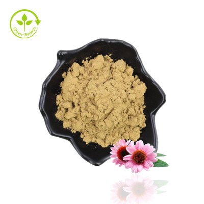 Manufatura Fornecimento Echinacea Purpurea Ácido Chicórico Extrato de Echinacea
