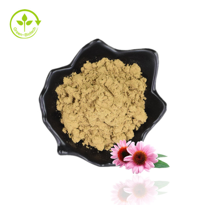 4% de polifenol a granel Echinacea Purpurea Extract Powder Extract Purple Coneflower