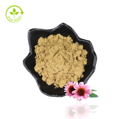 4% de polifenol a granel Echinacea Purpurea Extract Powder Extract Purple Coneflower