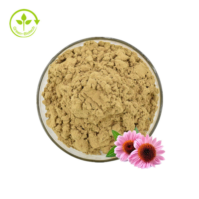 Extrato de Echinacea/Extrato de Echinacea Purpurea a granel/Extrato de Echinacea 4% Polifenóis