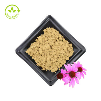 Fornecimento a granel Extrato de Echinacea Purpurea 4% Polifenol 2% Ácido Chicórico