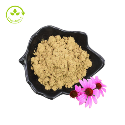 Sementes de flores em pó seco de polifenol orgânico Extrato de Echinacea Purpurea