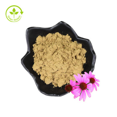 Extrato de Echinacea Purpurea Root Extract Echinacea Angustifolia Extract