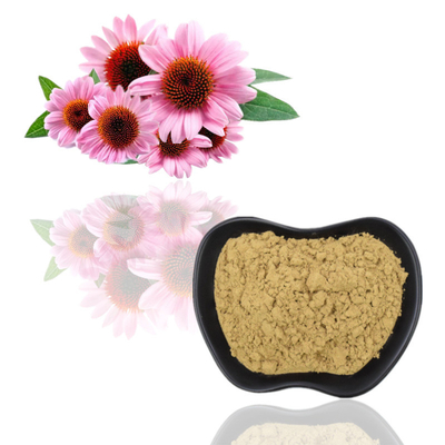 O Echinacea orgânico Purpurea de 100% extrai o ácido dos Polyphenols 2% Chicoric de 4%