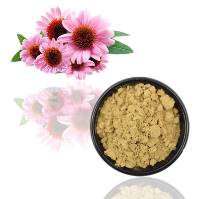 O Echinacea orgânico Purpurea de 100% extrai o ácido dos Polyphenols 2% Chicoric de 4%