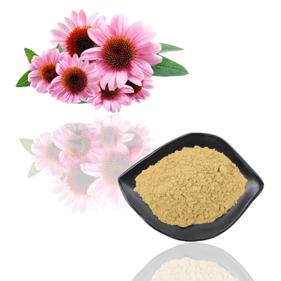 Polyphenol orgânico natural 2% - 4% Cichoric 2% - 5% ácidos do extrato de Purpurea do Echinacea