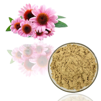Volume natural puro do pó do extrato de Purpurea do Echinacea do pó do extrato da planta