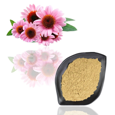 Extrato de Purpurea do Echinacea pó do extrato da planta do Polyphenol de 4% - de 6%