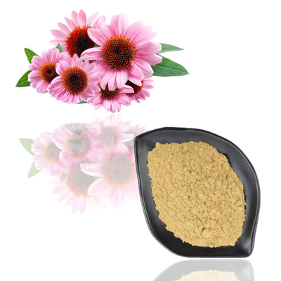 Polyphenol natural do extrato 10% de Purpurea do Echinacea do certificado 100% do Iso
