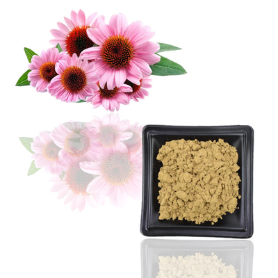 Polyphenol natural do extrato 10% de Purpurea do Echinacea do certificado 100% do Iso