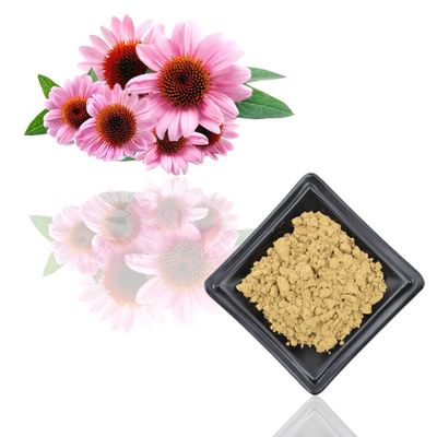 Extratos puros dos Polyphenols do pó do extrato da planta de Purpurea do Echinacea de 7%