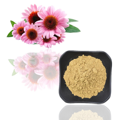 Extratos puros dos Polyphenols do pó do extrato da planta de Purpurea do Echinacea de 7%